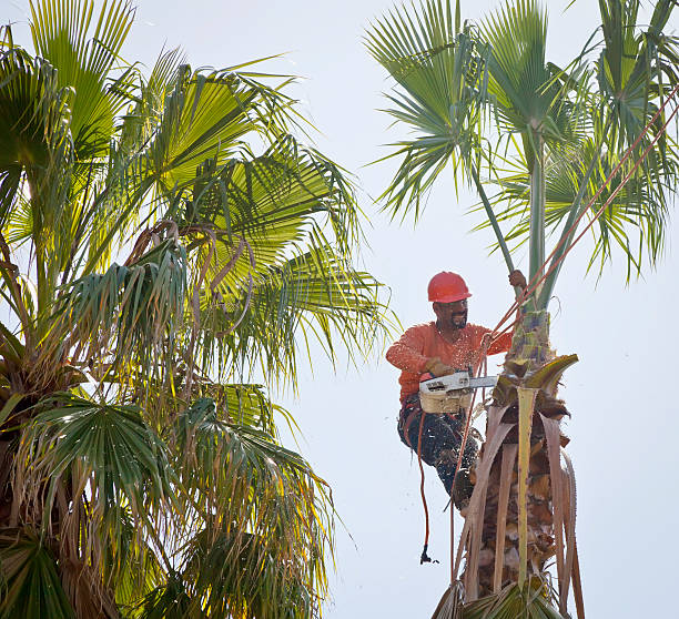 Best Soil Testing and Treatment  in Safety Harbor, FL